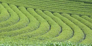 马大茶叶计划越南川茶业