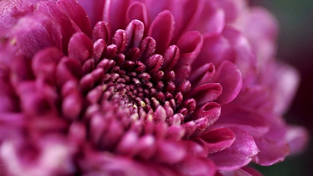 微距拍摄的花粉和花瓣的深粉红色的花
