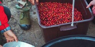收获樱桃咖啡豆