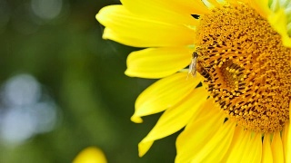 向日葵上的蜜蜂特写。(缓慢)视频素材模板下载