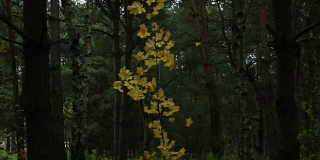 松树林中的黄色枫树