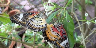 蝴蝶在树叶上交配