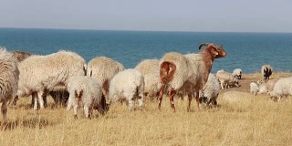 羊在青海湖边吃草