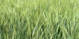 青稞稻，自然素材背景