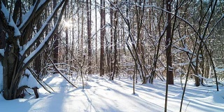 冬天的森林在阳光明媚的一天。时间流逝。