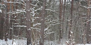 冬季降雪期间的森林全景图。