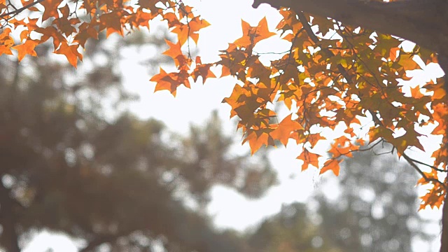 橙色枫叶复古风格