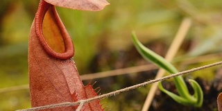 平移:红猪笼草