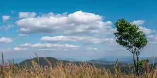 孤独的树木黄色的田野和蓝天与多云的景观自然镜头背景