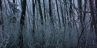 迷雾冬日森林，摄影车拍摄
