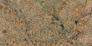 蚂蚁踪迹
