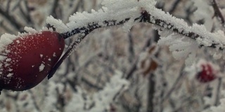 红玫瑰(罗莎)覆盖在冬霜，摄影