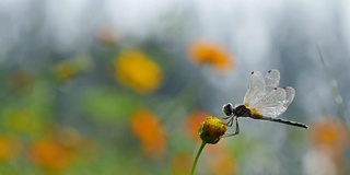 宇宙花上的蜻蜓。