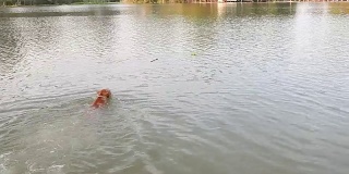 斗牛，狗在河里游泳和瓶子