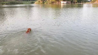 斗牛，狗在河里游泳和瓶子视频素材模板下载