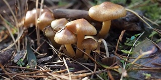 森林地上的小蘑菇
