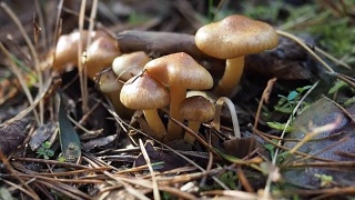 森林地上的小蘑菇视频素材模板下载