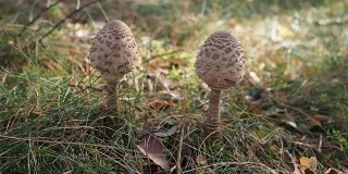 森林里的阳伞蘑菇