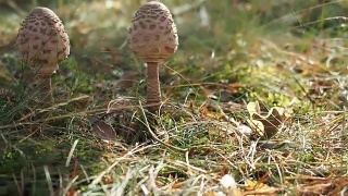 森林里的阳伞蘑菇视频素材模板下载
