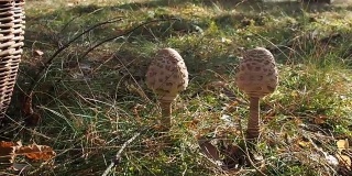 森林里放着阳伞蘑菇的篮子。视频
