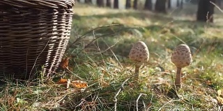 森林里放着阳伞蘑菇的篮子。视频