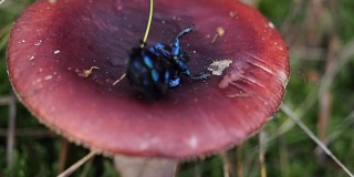 森林里的蘑菇上的虫子。视频