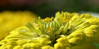蜜蜂在花上采花粉