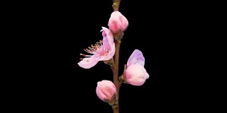 高清时间推移的桃树花生长的黑色背景。盛开的花上色度键背景，剪下背景