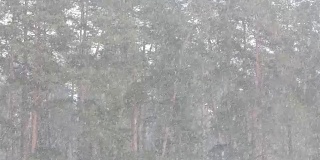 松林的背景上飘着雪花。