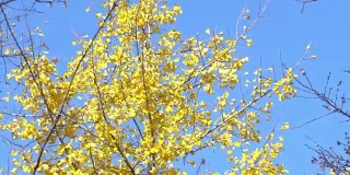 日本东京昭和公园，五颜六色的黄色银杏叶与蓝天的树枝
