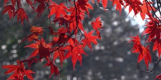 日本爱知县，可兰经，红红的枫叶。