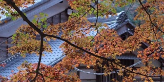 日本爱知县可兰经经的秋叶与屋顶屋的背景
