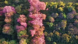 泰国北部的樱花或樱(sakura thailand)正在盛开。视频素材模板下载
