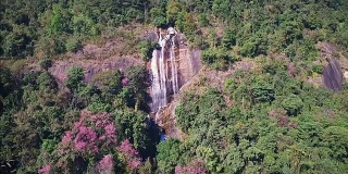 鸟瞰图上的瀑布在山顶粉红色的花樱花或樱(樱花泰国)在泰国北部。
