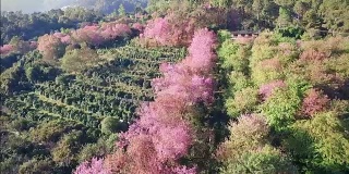 泰国北部的樱花或樱(sakura thailand)正在盛开。