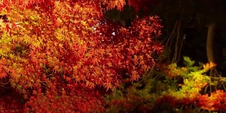 秋叶的倒影在Nabana No Sato, Mie，日本