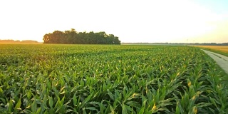 4K玉米田的黎明