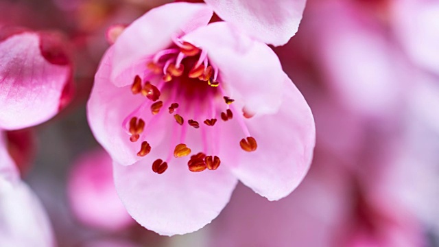 粉红色的樱花盛开
