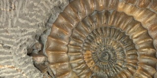 宏观摄影:黑色的侏罗纪菊石
