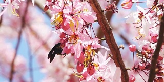 慢动作大黄蜂在粉红色的花上。