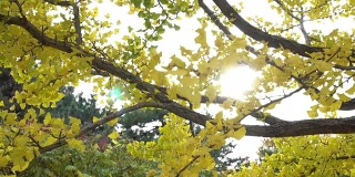 日本东京昭和公园，五颜六色的黄色银杏叶与蓝天的树枝