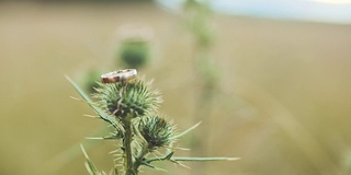 蓟植物上的结婚戒指