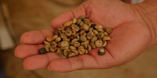 专家的手检查轻生咖啡豆。