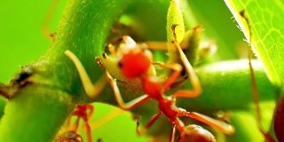 红蚂蚁饲养蚜虫