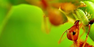 红蚂蚁饲养蚜虫