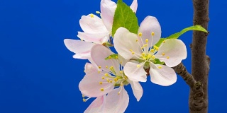 野生苹果树花在蓝色背景下生长的高清时间间隔。盛开的花上色度键背景，剪下背景