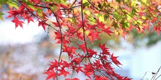 日本爱知县，可兰经，红红的枫叶。