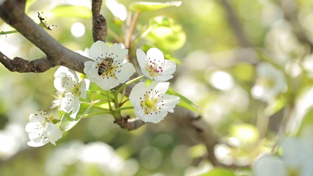 苹果树花的传粉