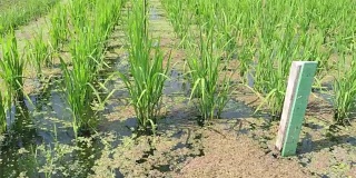 水稻种植中糯稻灌溉水、废水