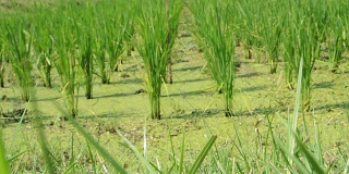 水稻种植中糯稻灌溉水、废水